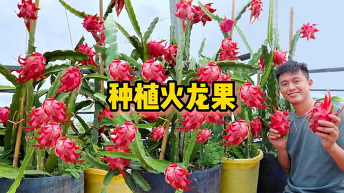 彼岸花怎么养？简单几步教你养出漂亮彼岸花