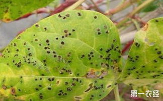 植物白锈病与花白锈病的区别探讨
