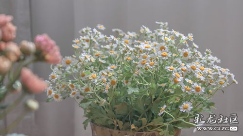 珍珠岩与骨粉的神奇作用