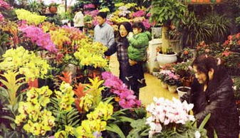 桃李花卉市场营业时间探秘