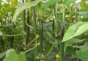 黄瓜苗遭遇危机，灌苗牌甲霜恶霉灵来急救！