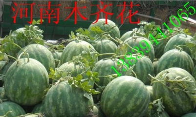 西瓜保鲜技巧：花卉园艺爱好者必备！