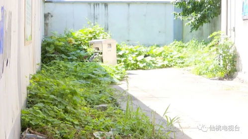 价格之谜，难以捉摸