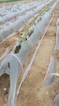 农药喷洒的注意事项