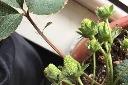 再说说让我给大家推荐一些耐寒的花儿们吧！