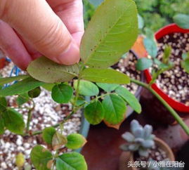 月季花怎样杀虫？如何有效地灭虫月季花