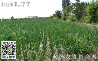 洋葱育苗会不会受到影响？