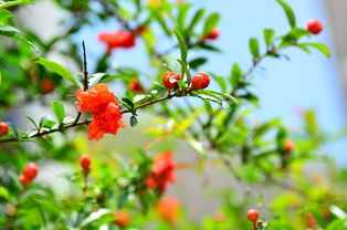 石榴花开，幸福满枝头