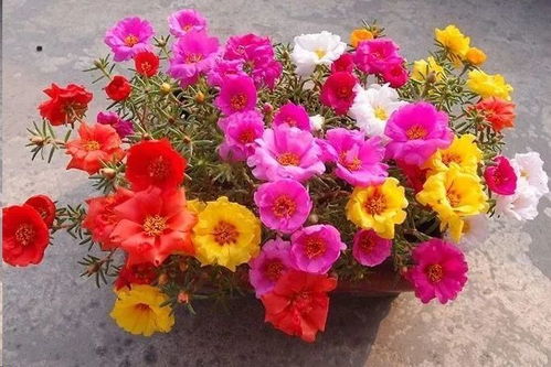 木本花卉图片来了！这些好养又美的