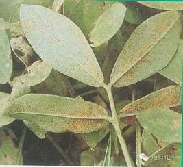 花生锈病， 夏日里的“小麻烦”