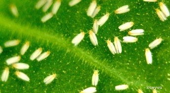 防治甘蔗扁角飞虱，甘蔗的守护神