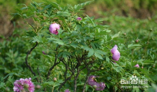牡丹枝条徒长，如何区分是双枝还是单枝