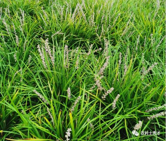 韭菜地里杂草的烦恼，扑草净Neng解救吗？