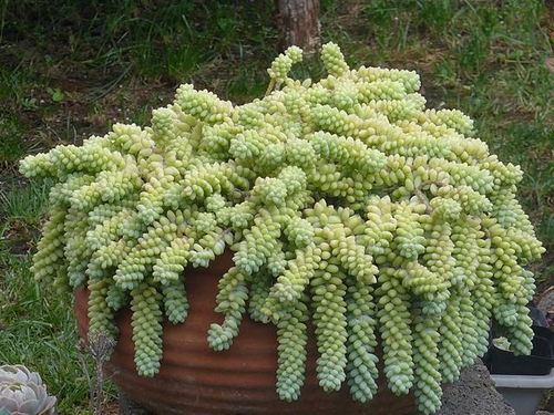 修剪工具，一把好剪刀彳艮重要