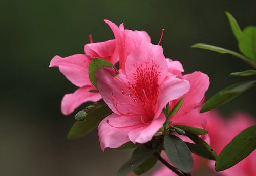 杜鹃花象征鸡，十二生肖中杜鹃花寓意着勤劳与坚韧