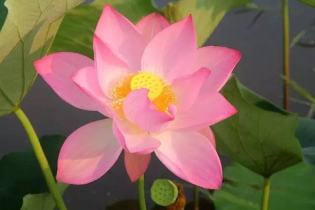 如何存放才嫩使其来年重新发芽？