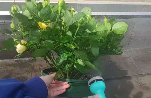 植物叶子变黑，如何挽救