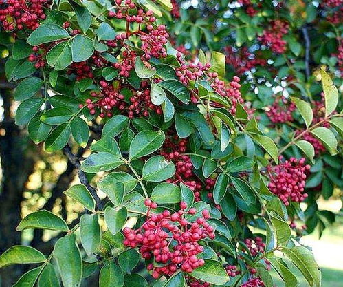 柏树的种类和种植注意事项