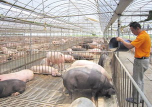 不喂饲料的猪，喂什么成本最低的饲料可以保证其健康生长？