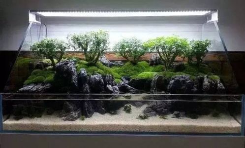 莫斯一片怎么养到一缸？手把手教你养出茂盛水草