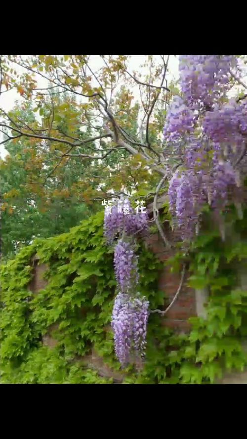 抖音短视频信息