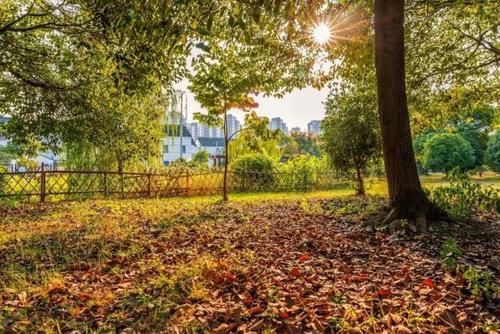 如何挑选优质榉树苗