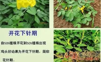 花生开花，能不能打除草剂？