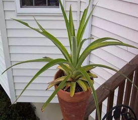 菠萝头的生命力， 不容小觑