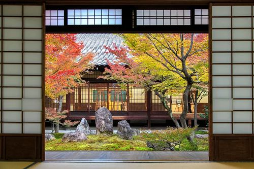 铁线莲与玉兰，生命力顽强