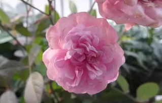 月季花的种植技巧，你了解吗？