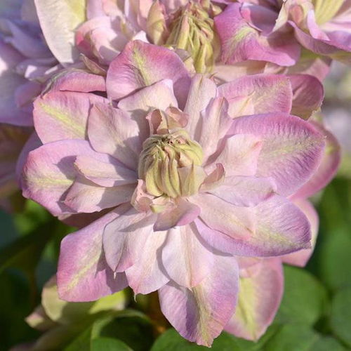 光照温度，要适宜