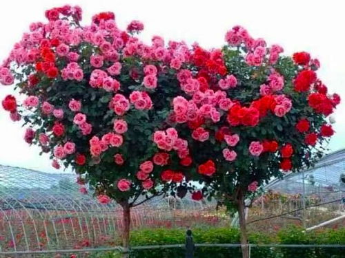 月季：大自然馈赠的清新