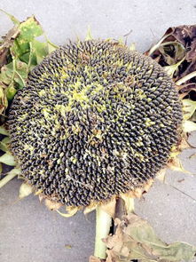 吃向日葵籽的好处多多，你知道多少？