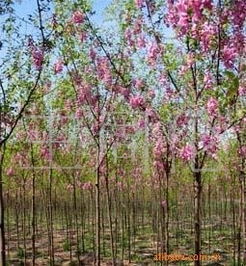 第四步：浇水堪天色