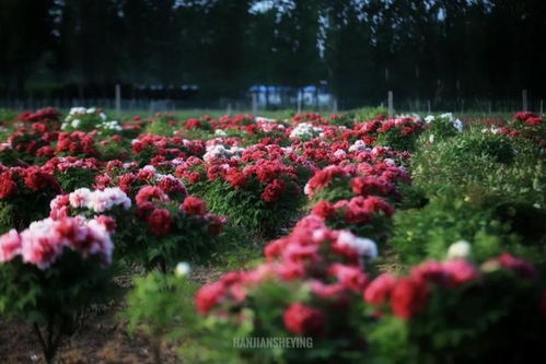 “花间甘露，滋养花颜，绽放自然美”
