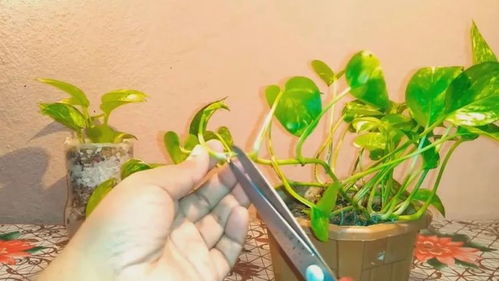 长春蔓水培扦插需要注意哪些细节，才能提高成活率