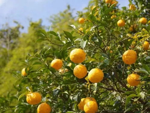 山东鲁中地区柚子种植实测报告：产量与品质分析