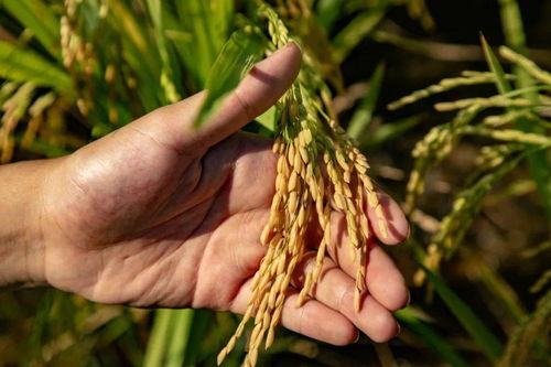 柴胡上冻前播种小常识：种子的特殊处理大揭秘！