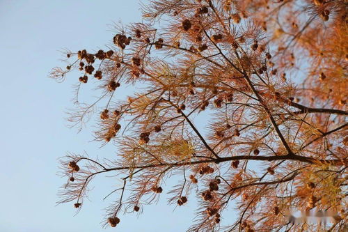 落羽杉：飘逸的舞者