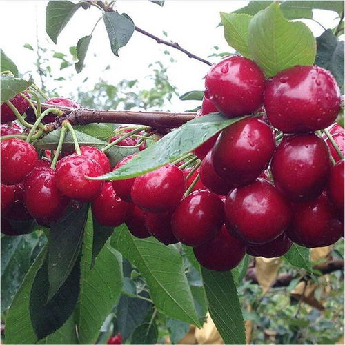 樱桃种子为何总是睡大觉？揭秘大樱桃种子发芽的秘密！