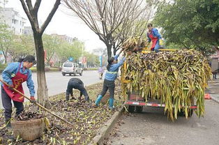 榕树成长肥料小秘诀
