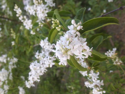 赤霉素，效果杠杠的