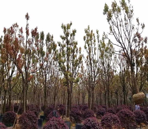 树穴规格与深度