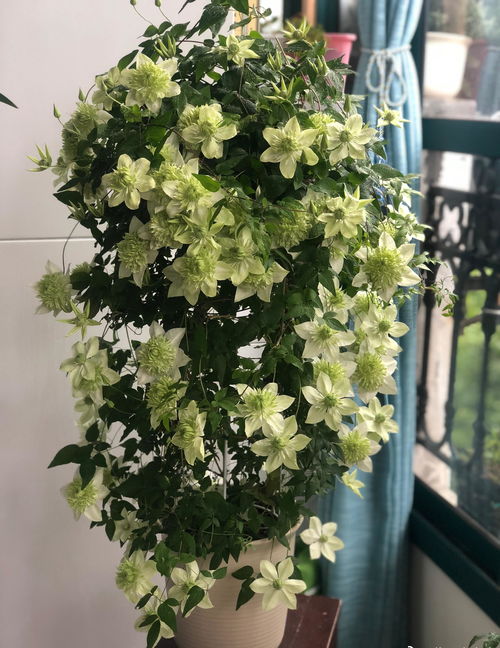 水晶喷泉：经典品种