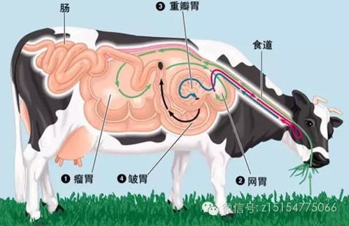 如何根据反刍饲料配方难题，通过瘤胃健康三招增效方案提升饲料利用率？