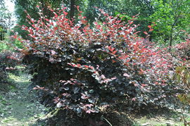 树木发芽的小秘密：继木是啥时候开始长芽的啊？