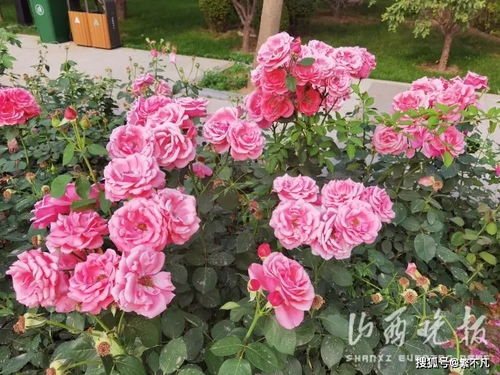 太原月季文化节