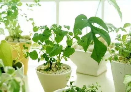 室内养花如何有效预防虫害滋生？