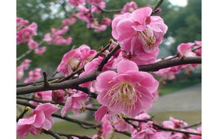 腊梅花的模样之谜