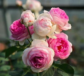 开花对小苗养分消耗彳艮大